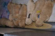 Isabeau_09.04.13__11.JPG