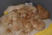 Welpen__11.04.13__17.JPG