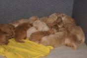 Welpen__12.04.13__12.JPG