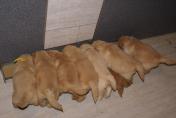 Welpen__12.04.13__21.JPG