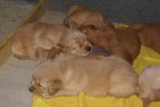 Welpen__13.04.13__21.JPG
