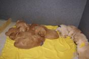 Welpen__13.04.13__26.JPG
