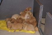 Welpen__13.04.13__36.JPG