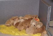 Welpen__13.04.13__37.JPG