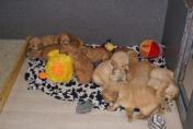 Welpen__14.04.13__12.JPG