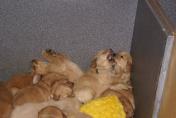 Welpen__14.04.13__20.JPG