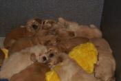 Welpen__14.04.13__23.JPG