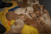 Welpen__14.04.13__26.JPG
