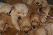Welpen__14.04.13__31.JPG