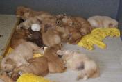 Welpen__15.04.13__26.JPG