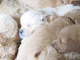 Welpen__15.04.13__27.JPG