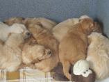 Welpen__15.04.13__37.JPG