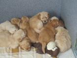 Welpen__15.04.13__41.JPG