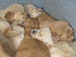 Welpen__15.04.13__44.JPG