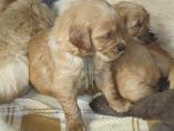 Welpen__15.04.13__50.JPG
