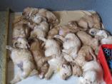 Welpen__16.04.13__107.JPG