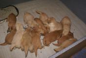 Welpen__16.04.13__65.JPG