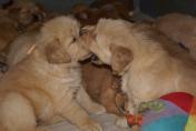 Welpen__16.04.13__87.JPG