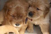 Welpen__17.04.13__52.JPG