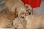 Welpen__17.04.13__76.JPG