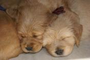 Welpen__17.04.13__79.JPG