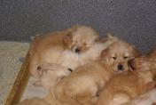 Welpen__17.04.13__86.JPG