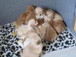 Welpen__17.04.13__94.JPG