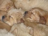 Welpen__17.04.13__99.JPG