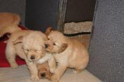 Welpen__19.04.13__105.JPG