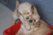 Welpen__19.04.13__40.JPG