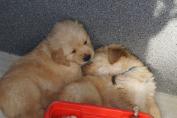 Welpen__20.04.13__109.JPG