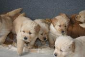 Welpen__20.04.13__23.JPG