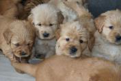 Welpen__20.04.13__27.JPG
