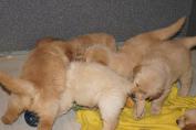 Welpen__22.04.13__81.JPG