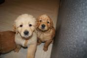 Welpen__26.04.13__102.JPG
