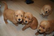 Welpen__26.04.13__103.JPG