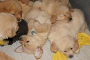 Welpen__29.04.13__26.JPG