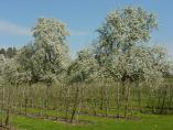 Frhling_Bodensee__10.JPG
