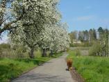 Frhling_Bodensee__11.JPG