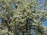 Frhling_Bodensee__12.JPG