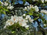 Frhling_Bodensee__13.JPG
