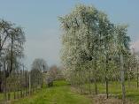Frhling_Bodensee__14.JPG