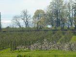 Frhling_Bodensee__17.JPG