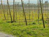 Frhling_Bodensee__18.JPG