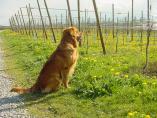 Frhling_Bodensee__19.JPG
