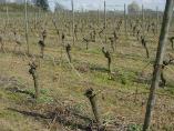 Frhling_Bodensee__20.JPG