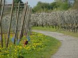 Frhling_Bodensee__22.JPG