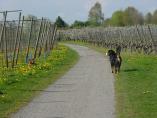 Frhling_Bodensee__23.JPG