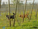 Frhling_Bodensee__24.JPG