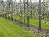 Frhling_Bodensee__25.JPG